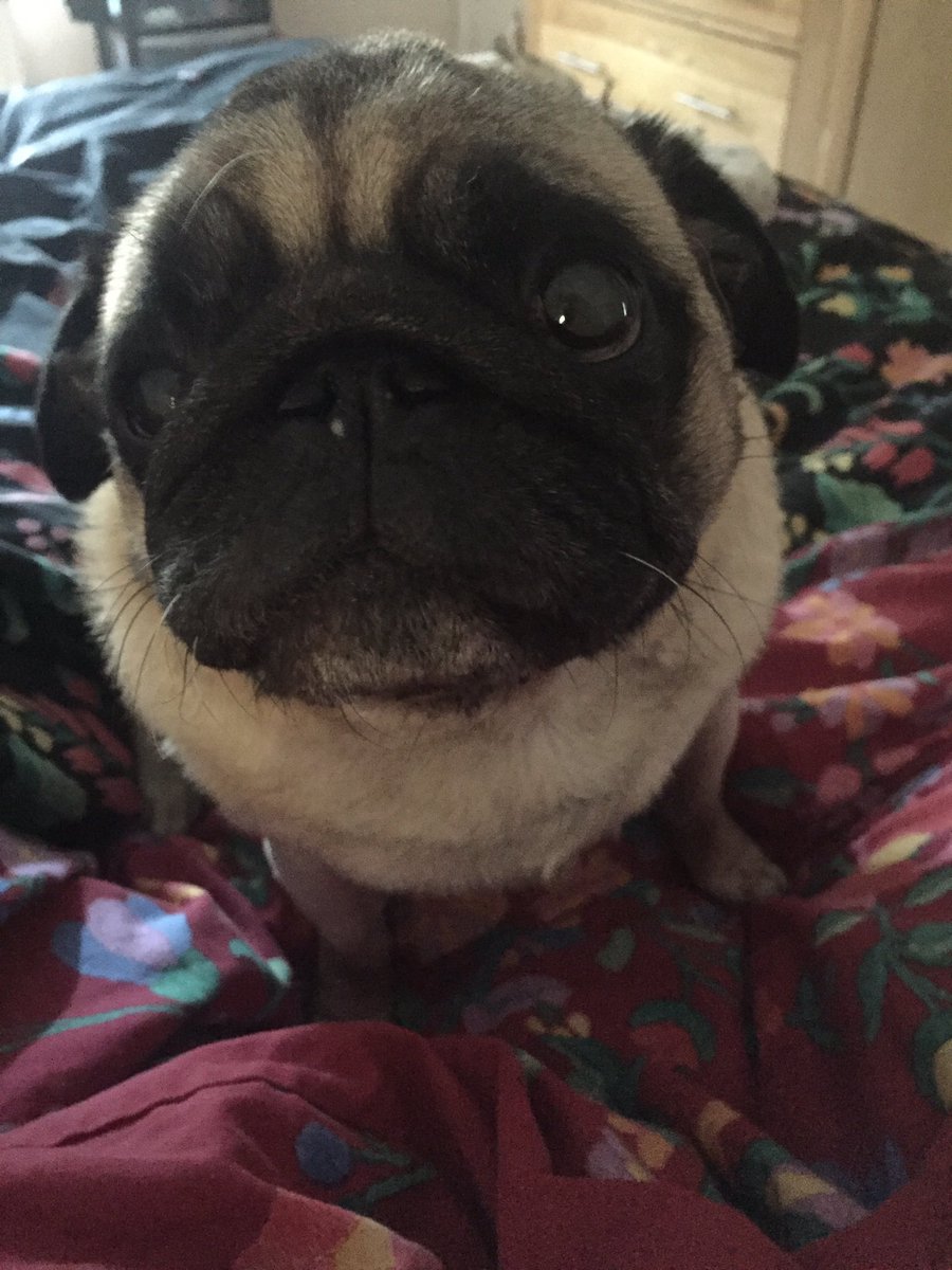 Chester_da_Pug's tweet photo. When u r trying to telling ur hoomumma that it’s time to get up #SundayMorning #breakfast #feedme #pugs https://t.co/pEQ1QZopYc