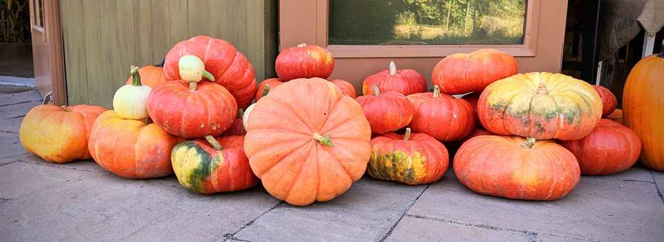 21Acres's tweet image. It’s pumpkin season! Check out this list of the Best Pumpkin Patches in WA State: experiencewa.com/articles/best-…. #pumpkinpatches #localpumpkins #upickpumpkin #HappyHalloween