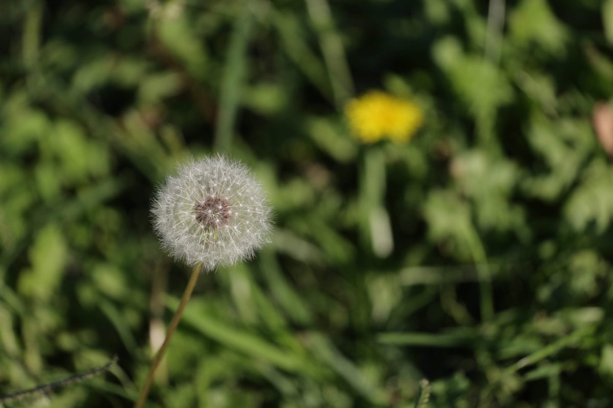 言葉 たんぽぽ 花