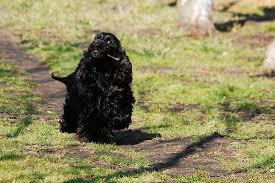 dabark11's tweet photo. How much exercise does a spaniel need https://t.co/q6DwTK9lIo https://t.co/gf0ND0Ghs4