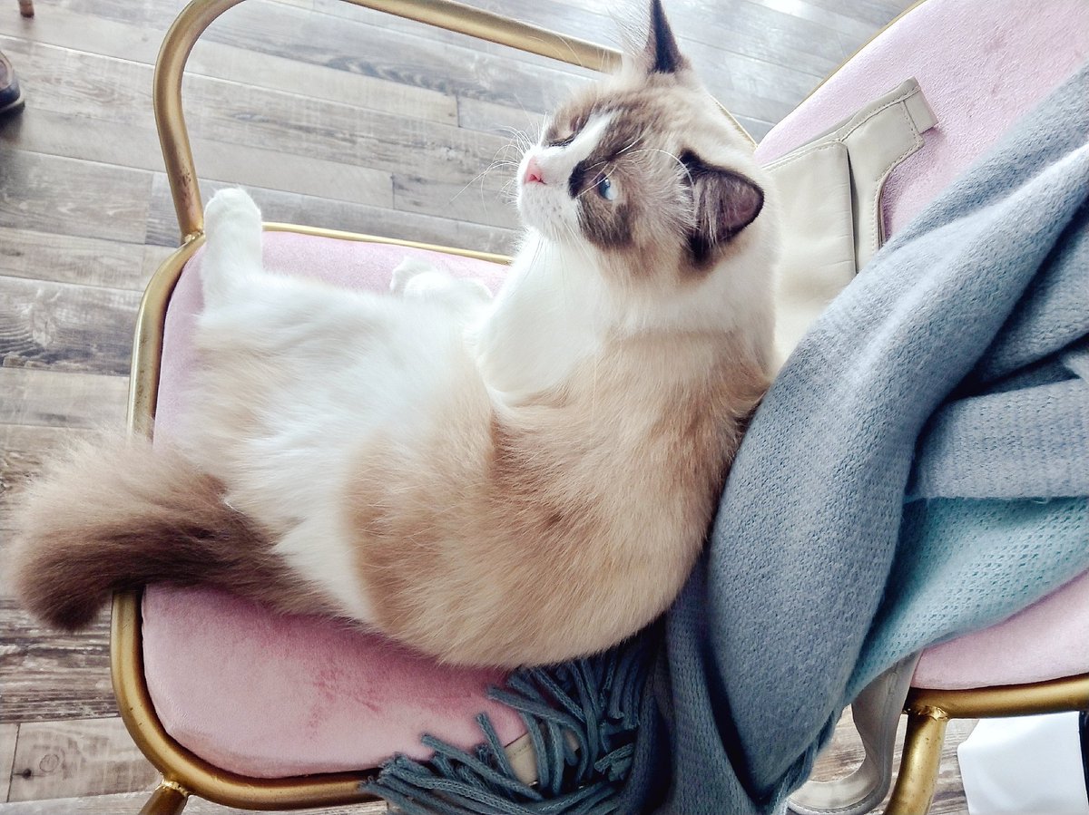 doremi12376's tweet photo. A cup of tea, a plate of cake, a friend and a few cats equals a nice and perfect afternoon tea time~☺️💕🍰🐈 https://t.co/u3DEYsf8vS