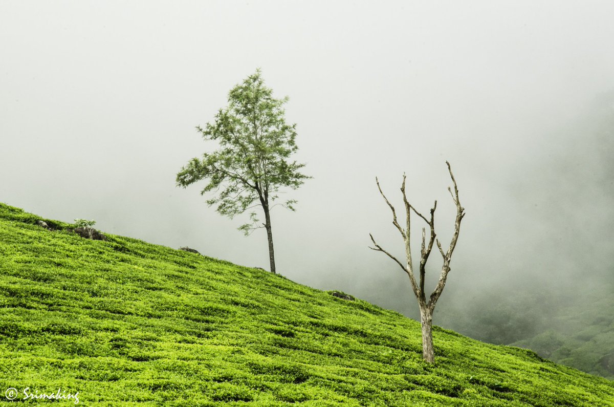 that_bigg_guy's tweet photo. Spring & Autumn ☘️🍁
.
#srimaking #sriramakrishnan #landscapephotography #teaestate #spring #autumn #twolife #westernghats #southtamilnadu #incredibleindia https://t.co/xmbBMdM97c