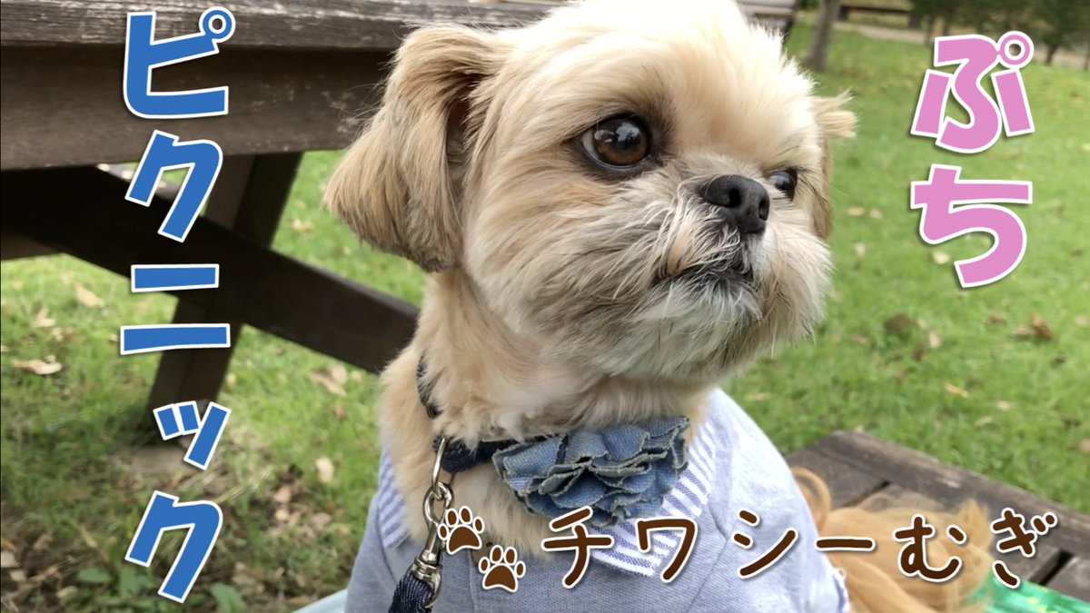 司馬亮 津久井湖城山公園へぷちピクニック むぎは自分のお弁当があることに大喜び 食べた後チワシーのコットンちゃんに初めて会いました むぎ またお弁当作ってね チワワ シーズー ミックス犬 動画はコチラ T Co Px2kea5zif