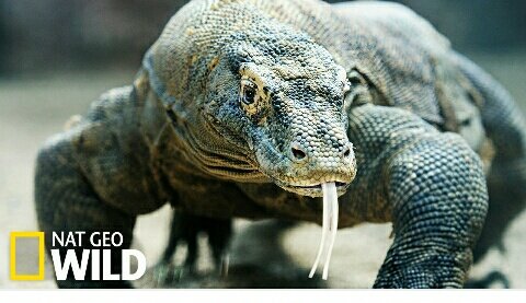 Gaetan Ntjam On Twitter Le Grand Lezard S Apprete A Entrer En Marmite Le Client Participe A Toutes Les Etapes Du Processus De Degustation Https T Co Zfiwkz3jgi