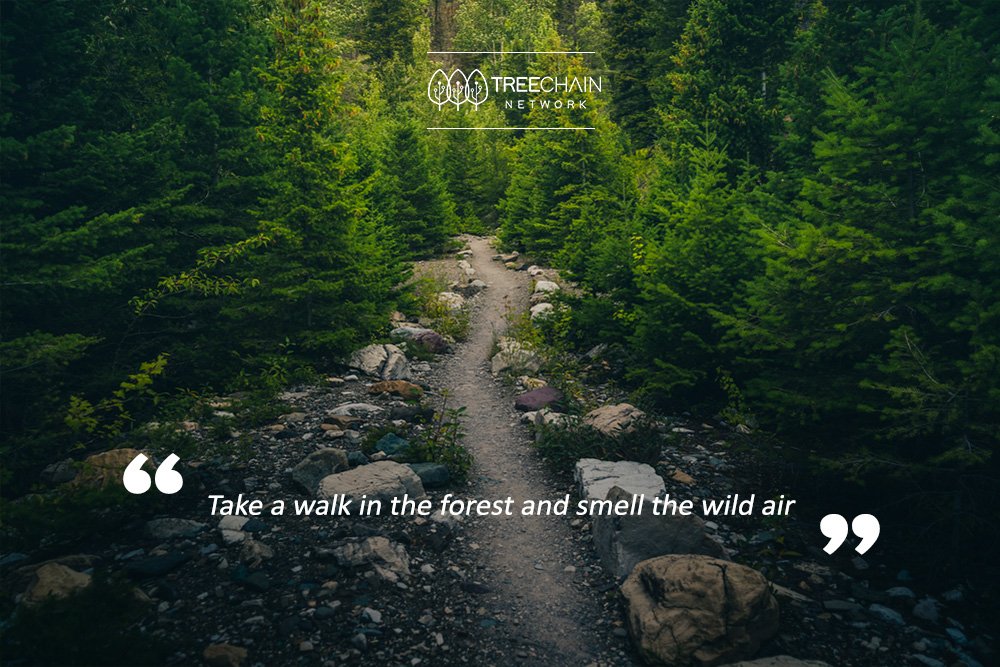 TreeChain_TCN's tweet photo. Take a quiet walk with #MotherNature.
#TreeChainQuotes #TreeChainNetwork https://t.co/BFCmfuP8uj
