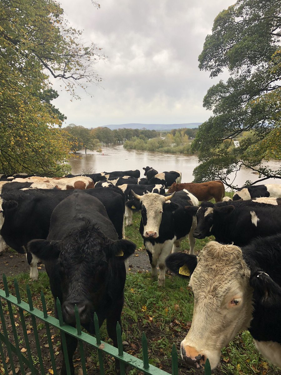 GavinBremner's tweet photo. Cows taking the high ground. #carlisle #cumbria @newsandstar @CumbriaCrack #rickerbypark https://t.co/UfOAavilNE