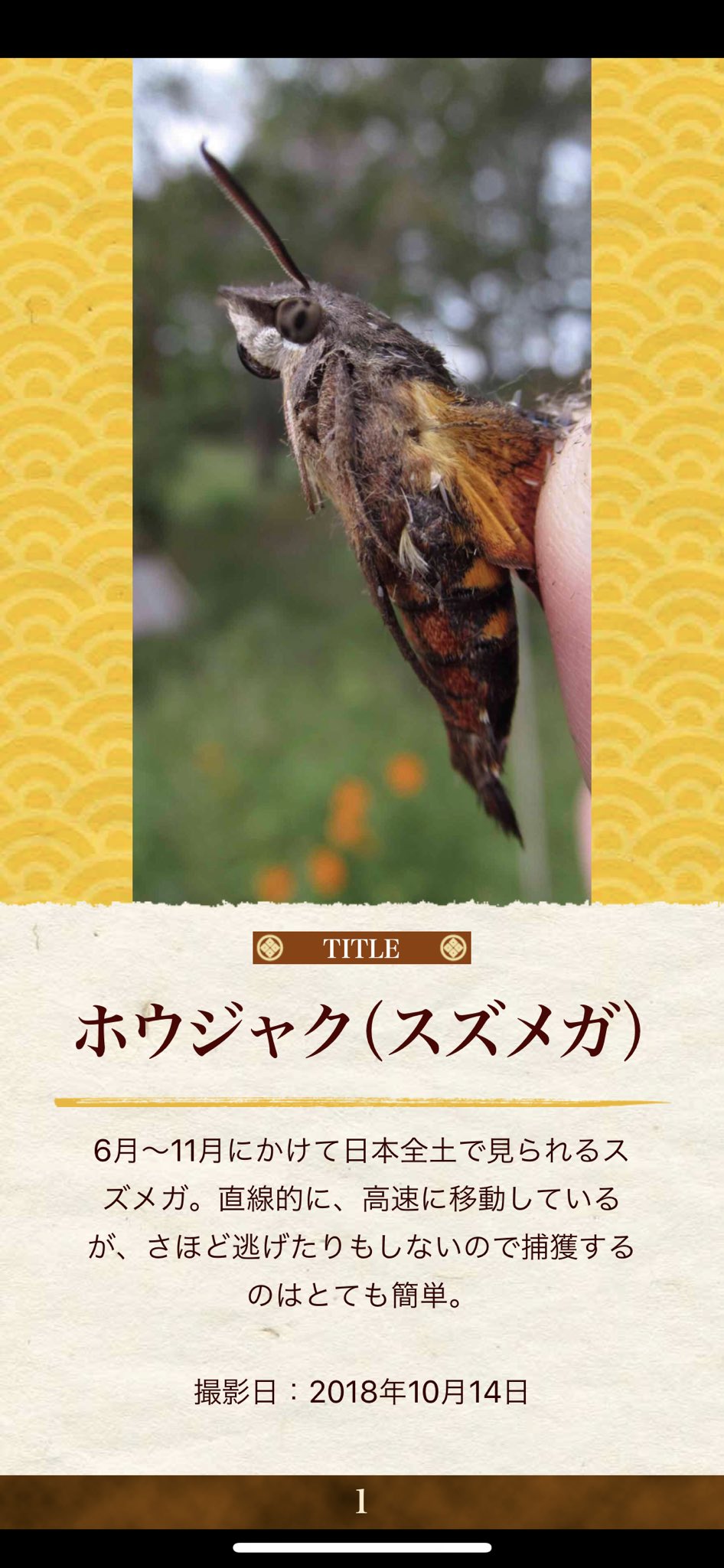 My図鑑 図鑑作成アプリの人 ホウジャク スズメガ スズメガの中のホウジャク そこからさらに枝分かれするほど種類が多い 直線的に飛ぶ様が特徴的 捕獲は簡単 My図鑑 蛾 蝶図鑑 蝶 蝶々 チョウチョ 昆虫図鑑 昆虫 昆虫展 昆虫採集