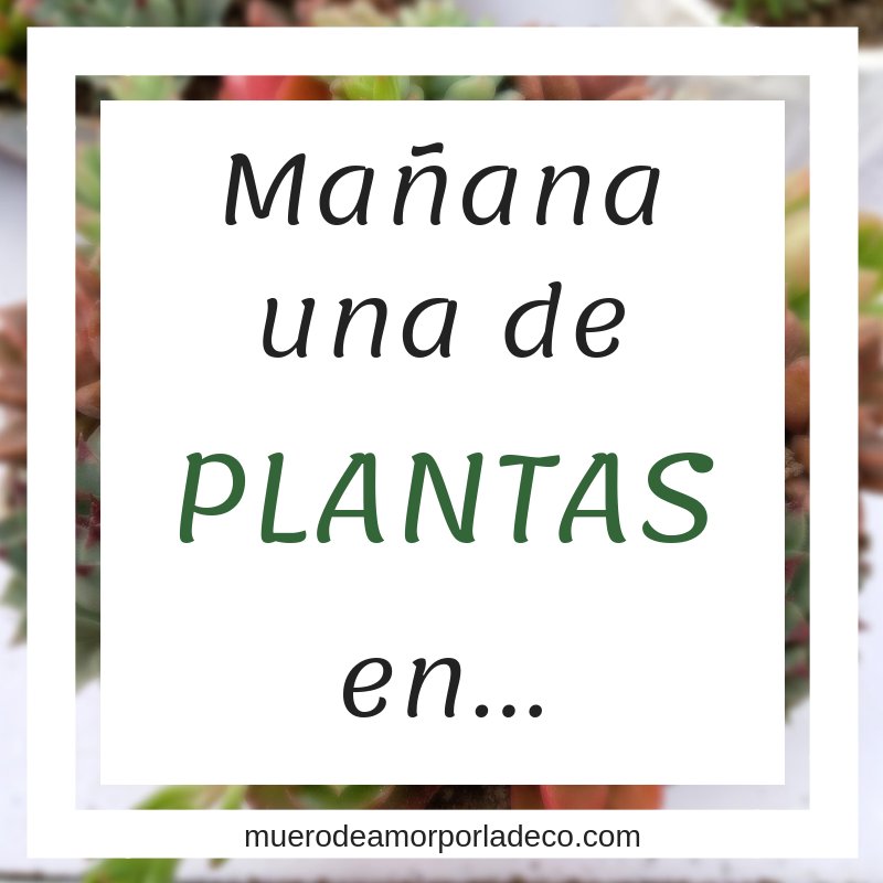 MuerodeAmorDeco's tweet photo. Mañana unas PLANTAS muy ESPECIALES. Incluso me atrevería a decir, que vienen de bosques encantados, llenos de MAGIA ✨✨✨
Queréis saber qué plantas son? Pues mañana os lo diré en https://t.co/WeXxESgUFl
.
#Decoración #FloresYPlantas #IdeasDecor #PlantasDeCasa #Deco #HomeStyle https://t.co/0CDmY3GSjF