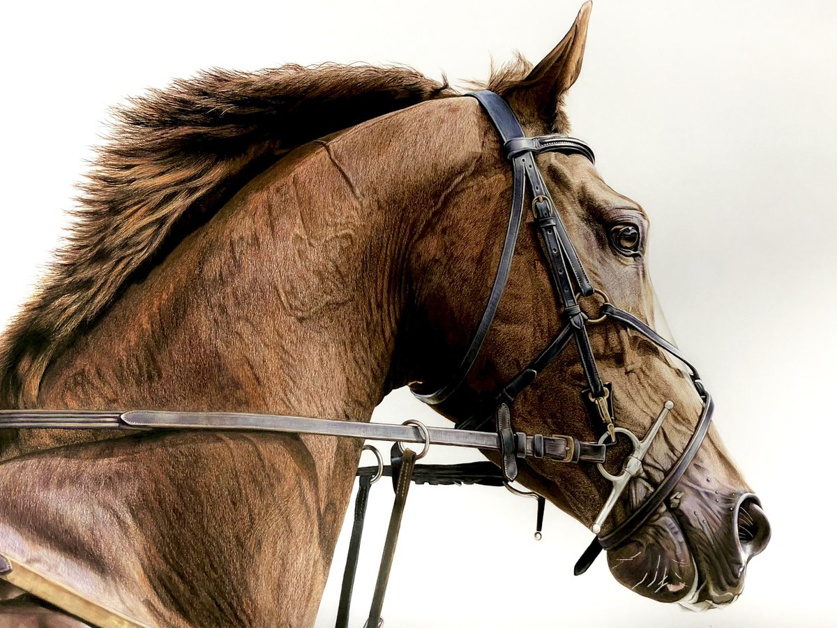 松田辰也 フォロワー様1500人 ありがとうござます サイズの馬 色鉛筆画の完成品 頭絡が大変でした 色鉛筆画 馬