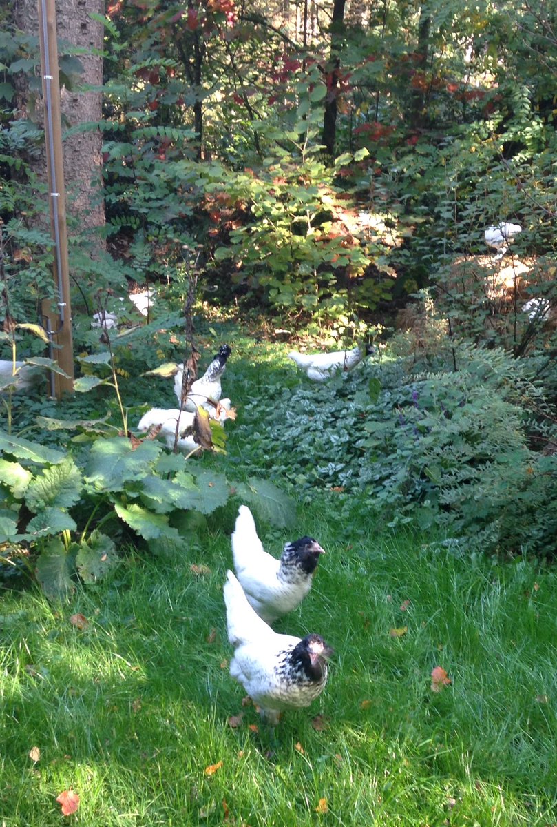 RRolinka's tweet photo. #MoorkopProject Scharrelen in het bos op deze prachtige herfstdag. π#Uilebaard @levenderfgoed #kippen #herfst https://t.co/Z0F6bHE5TL