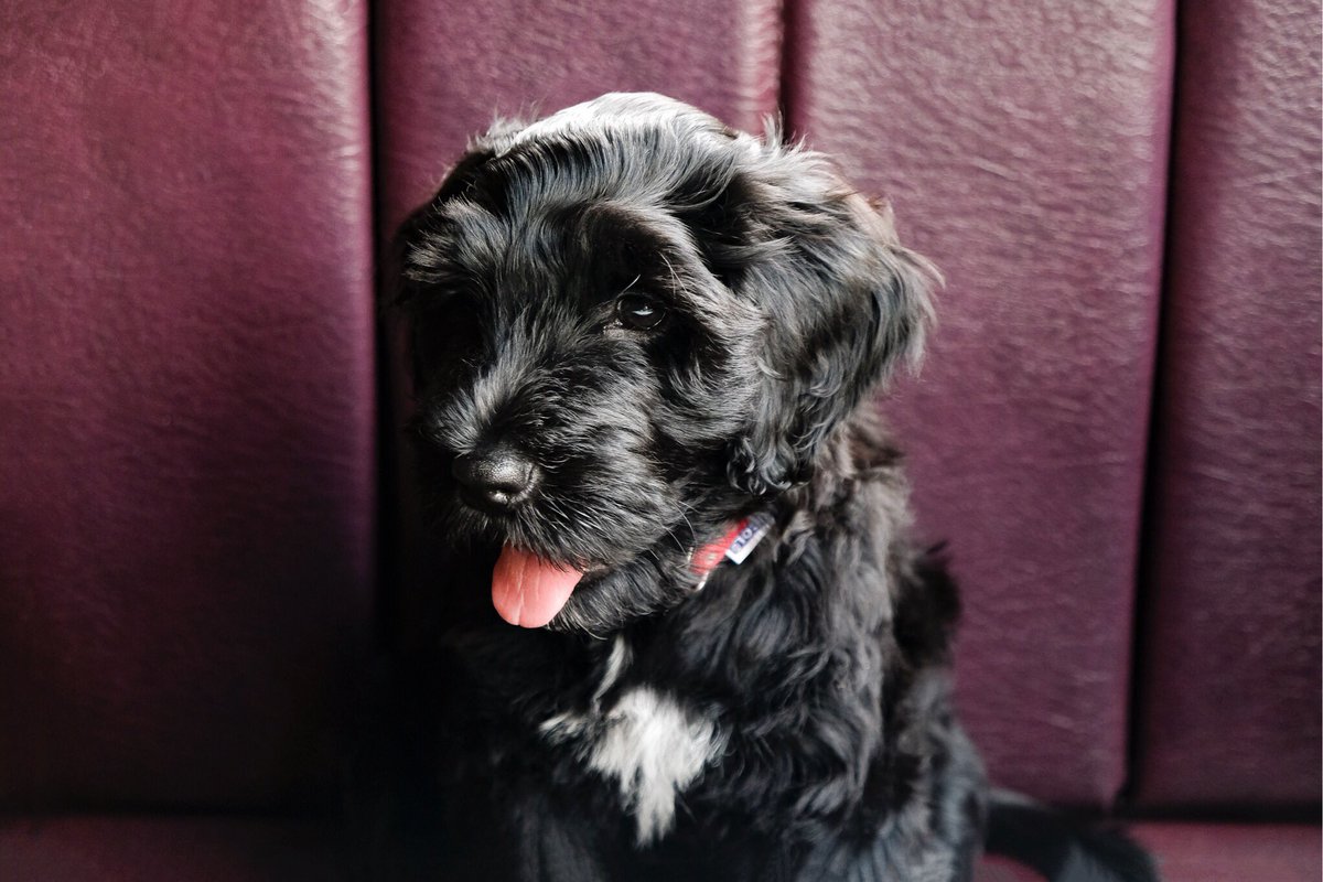 This is Annie, she is the softest, most beautiful Portuguese Water Dog puppy and we have all fallen in love with her. ❤️

#glasgow #finnieston #dog #portuguesewaterdog #puppy #kc #kcloves #dogsfriendly