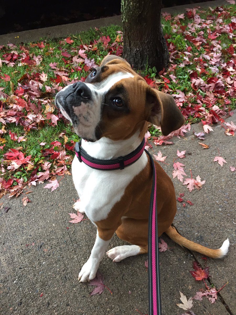 Maudtheboxer's tweet photo. Fall ❤️ #maud #maudtheboxer #boxer #boxers #boxerdog #boxerdogs #dog #dogs #puppy #puppies #boxerpuppy #10monthsold #runt #fall #autumn @BoxerDogUnion @BoxerBond https://t.co/IZo1aXc4Lv