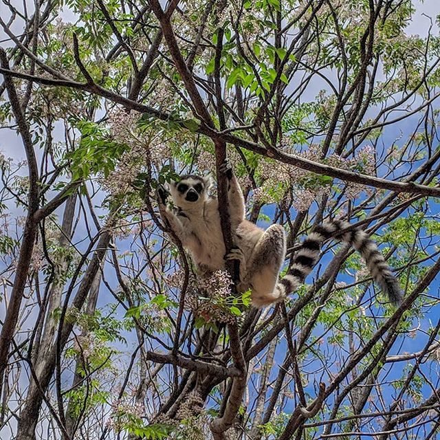 Day 264: OK, my posts have been way too long lately. So here's an adorable ringtail lemur, living wild and free in the Anja Reserve in central Madagascar! THIS is what I came to Madagascar to see 😍
.
#Madagascar #Madagascartravel #Madagascarwildlife … ift.tt/2CJPOaU