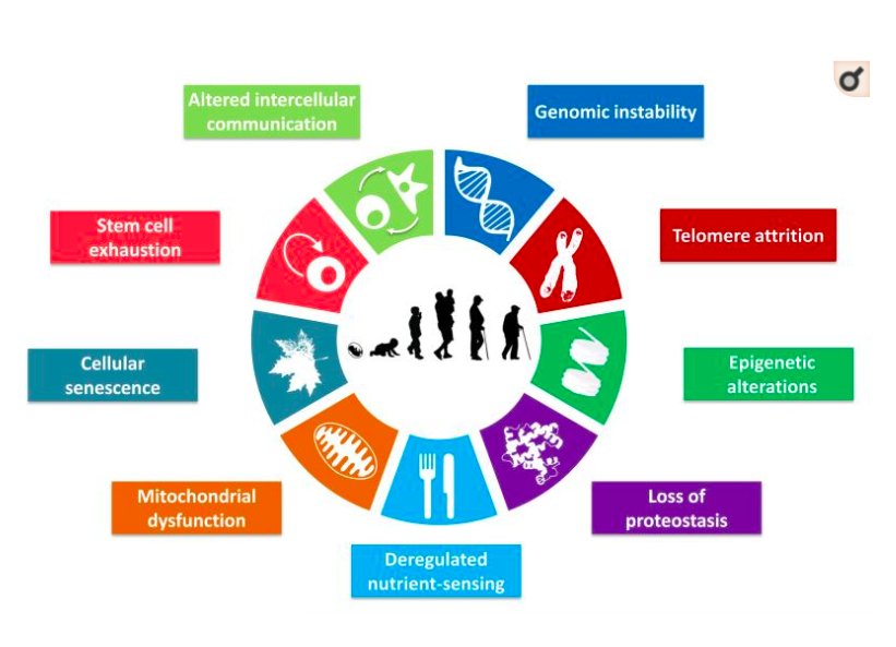 Bernadette Keefe MD on Twitter: "More..Sarcopenia, #Muscle ...