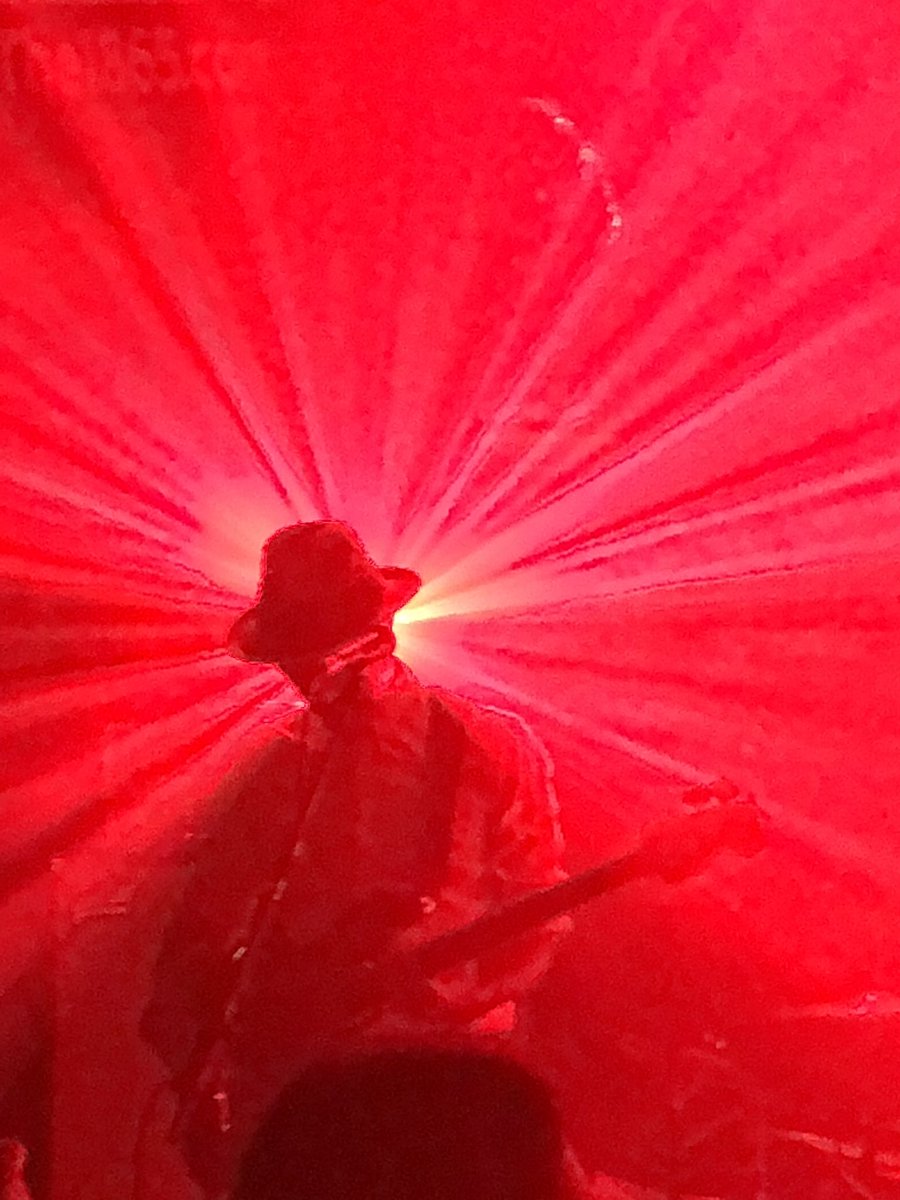DiscoverClub's tweet photo. Trip hop heaven with @MorcheebaBand at #1865southampton last night. New album Blaze Away so uplifting and cool. Go see. Go buy! https://t.co/uzhnzRHZgf