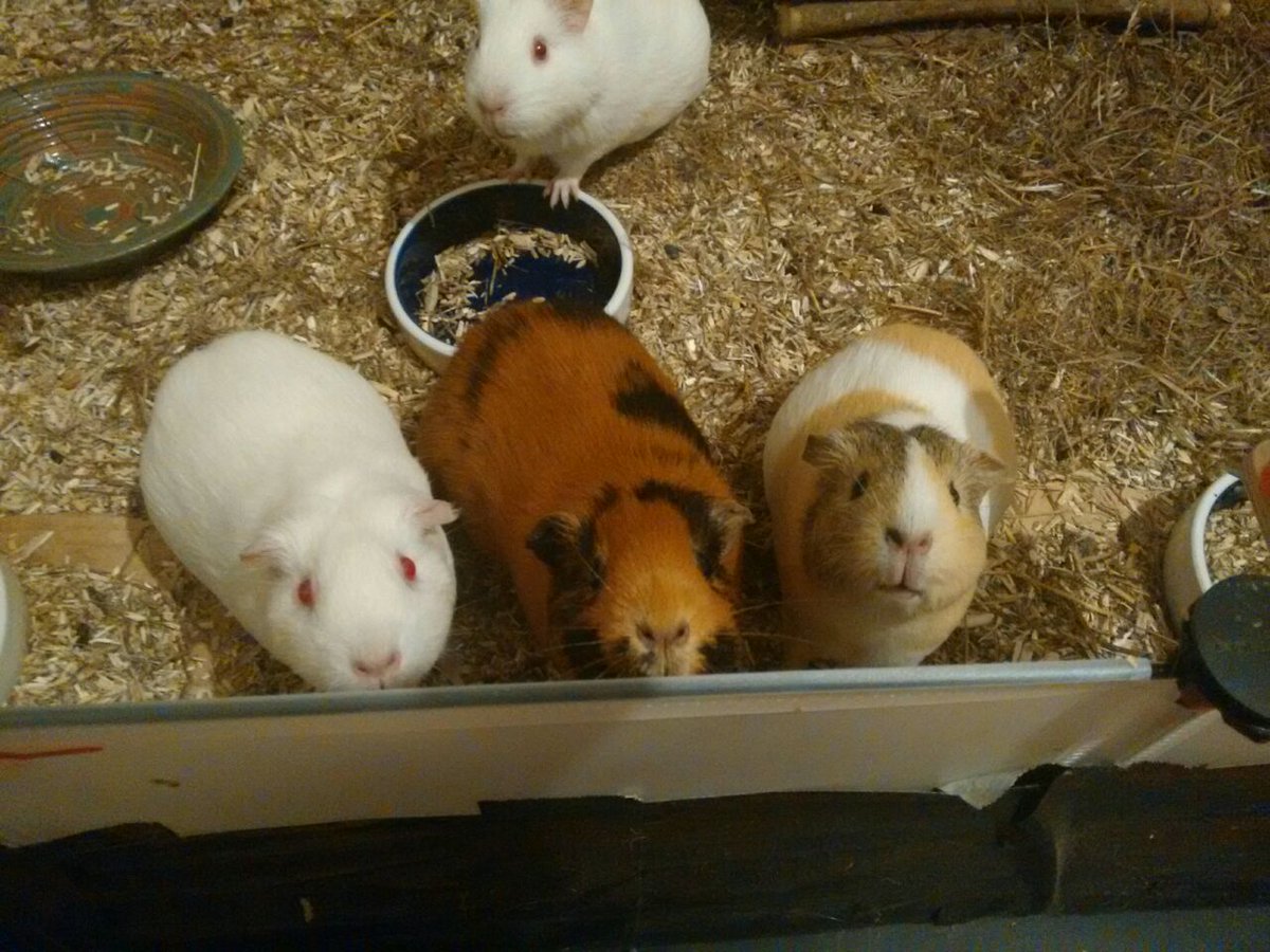 We conditioned our #cavies to the sound of our #coffeeMachine. 

#Breakfast #BreakfastForEveryone #GuineaPigs #beggingForFood #Conditioning #Coffee #Senseo #ExLabAnimals #StopAnimalTests #Rescue #EveryAnimalMatters #Songmics