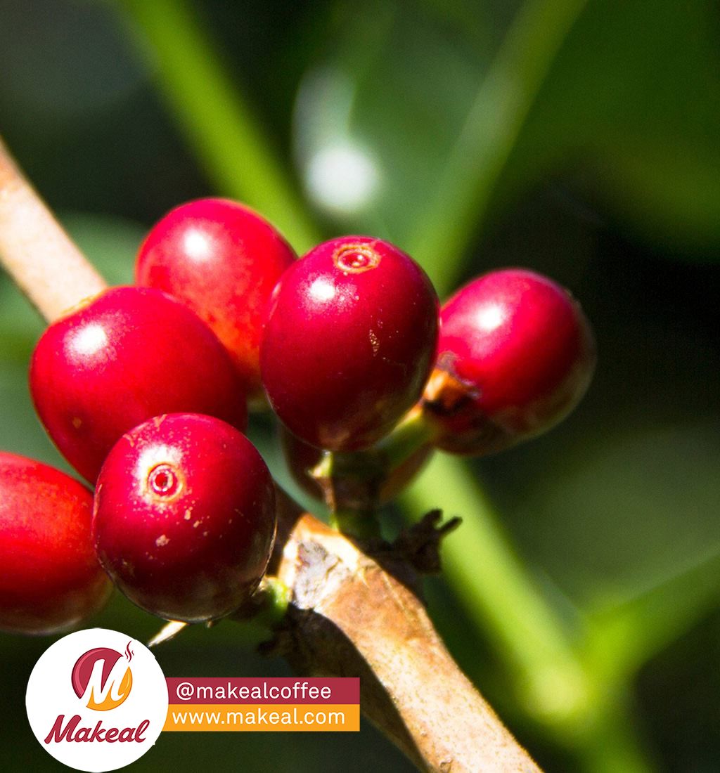 MakealCoffee's tweet photo. Because of the ideal environment and climate conditions starting from panama's volcanic soil and high altitude that has helped the farmers to plant great tasting
 cultivars such as Caturra , Typica , Bourbon , Catuai and of course the Geisha. https://t.co/kz741aAsez