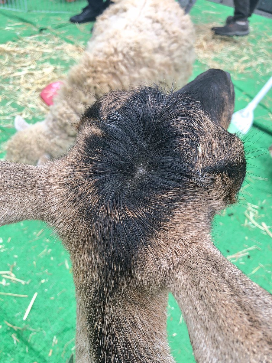 でぐち A Twitter 成田駅前にゆめ牧場のみんながいてな わしが関東一好きな牧場 羊の蘭ちゃんも ヤギのからしちゃんもいて可愛すぎたほっぺ触らせてもろた からしちゃんのつむじ