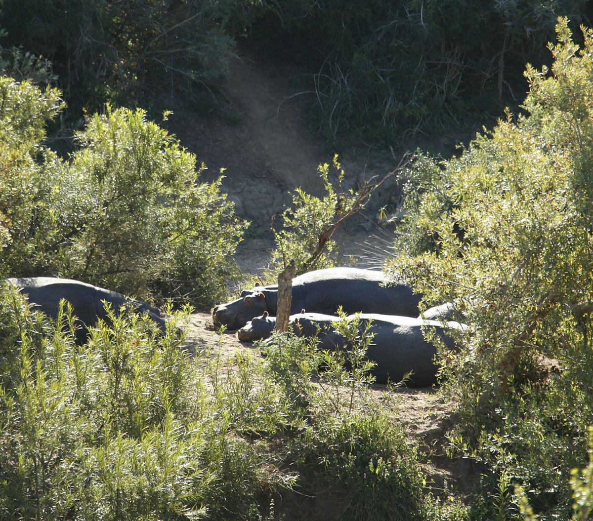 GAP__AFRICA's tweet photo. A group of hippos at our Shamwari Game Reserve sunbathing! This is a very rare sighting as they usually only venture out of the water at dusk. #gapafricaprojects #hippo #conservation #africa #gamereserve #vnlife #vetnurse #vetstudent https://t.co/j3blhQ0FnA