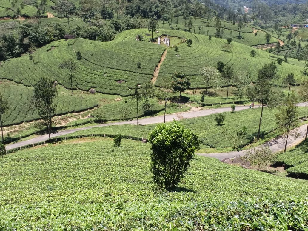 hynasabbastdy's tweet photo. #munnar #visitmunnar #kerala #visitkerala #keralatourism #letsgomunnar #iaminmunnar #iaminkerala #beautifulmunnar. https://t.co/X7N8mAYPmu