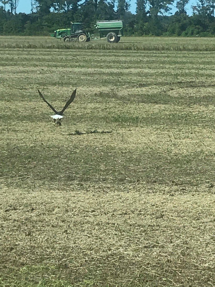 marcusfelker's tweet photo. Rabbit you can’t outrun the Eagle 🦅 https://t.co/iSIJZa5ZTF