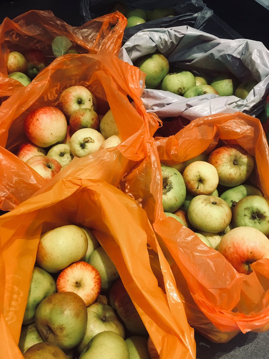 godfrey_esther's tweet photo. HARVEST #RAOK 🍏
Been busy picking fruit the last few days! So pleased lots of our garden apples have gone to @HuggardCentre for the homeless - hoping that they can make some sort of mammoth apple crumble to warm some cockles during this rainy weather 🥧 #forJuno this #BLAW2018 https://t.co/xZCQHd0chp