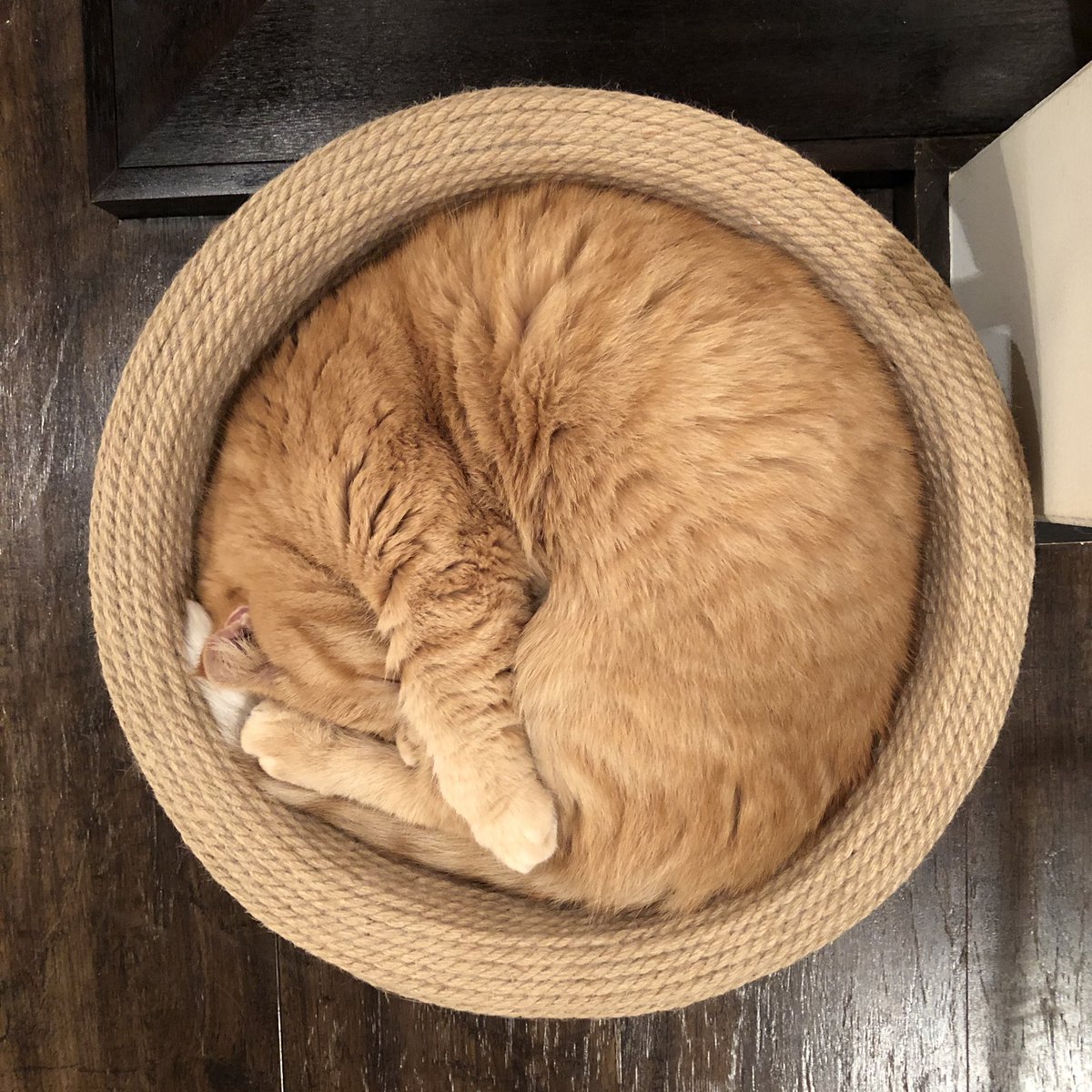 キャットアパートメントコーヒー 元 町家猫カフェ Pa Twitter ニャンモナイトでお月さまになったウニちゃん
