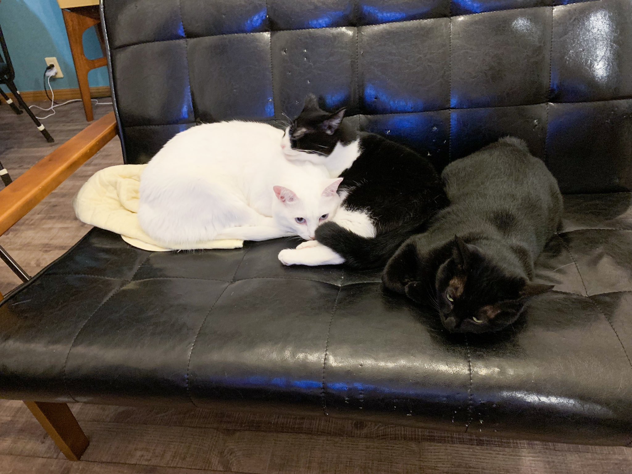 yuiii猫6匹 on Twitter "虫を克服した友達が「蛾はふさふさしてるところが猫みたいって思ったら