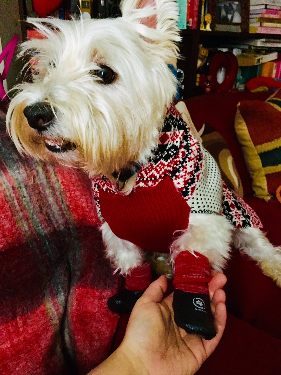 Funny_Bird's tweet photo. Let it snow! Let it snow! Let it snow! Finn is ready for a Scandinavian winter. #Westie #BirthdayBoy #Spoilt #NewBooties and #Reindeers https://t.co/iI3DXoQmiX