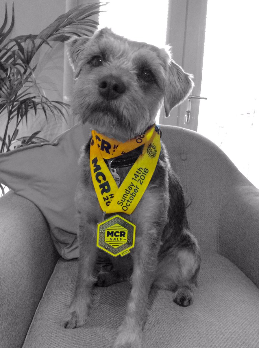 OfficiallyDjE's tweet photo. Somebody ran the #mcrhalf today and achieved a PB... Me, not Ripley... #btposse #borderterrier https://t.co/YAUWc8fQw0