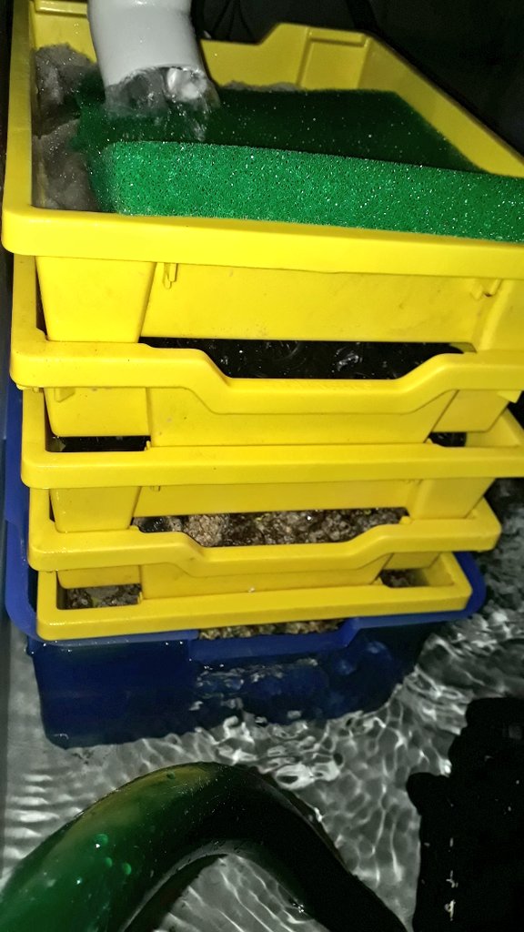 RoryMcA_'s tweet image. A simple DIY biological filter within a tank sump. Trickle filter on top and more biological filtering to the side. The media used in this filter is alfagrog and loads of bio balls. This filters 1500L of water and converts Ammonia(NH4+) to Nitrate (NO3-) #NitrogenCycle #DIYfilter