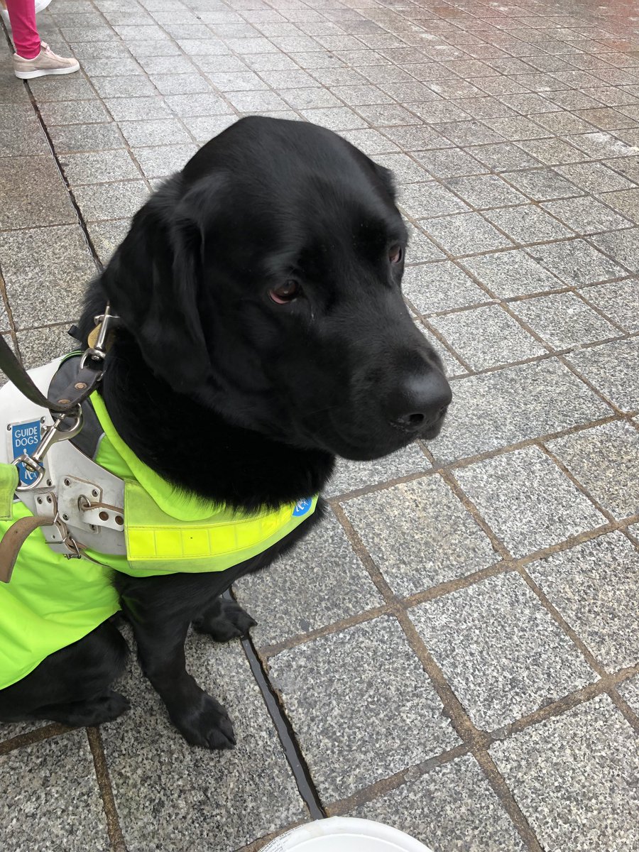 gd_rishton's tweet photo. I’m in #Liverpool for the last day of #GuideDogsWeek I’m available for fusses all day https://t.co/RvtHaTDW7J