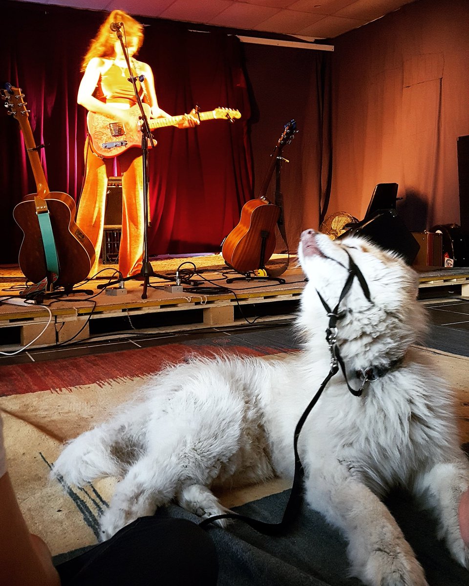 LeoOMusic's tweet photo. #ImogenClark tugging my dog's heartstrings tonight at the @servoportkembla
#gigdog #portkembla #wollongong #illawarra #singersongwriter #livemusic #folk #altcountry #bliss #CuteDog https://t.co/4rUqVRrk3m