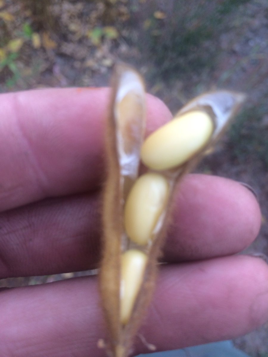 Lang oogstseizoen dit jaar. 17 juli gestart met tarwe oogst, daarna gerst, koolzaad, erwten, blauwmaanzaad, emmertarwe spelt, veldbonen en gisteren met 27 graden op 13 oktober als laatste de Soja eraf. Machine in eerste seizoen breed ingezet😄😄