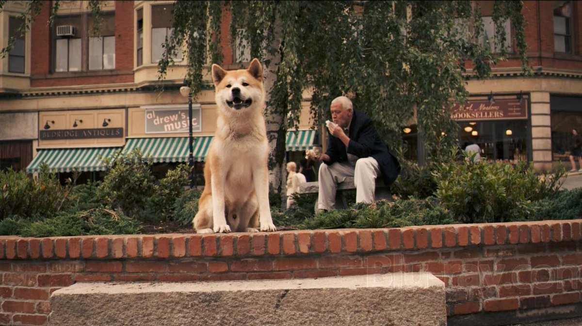 It's my dog. Beware of the dog прикол. It smart dog. Собачья жизнь бейли. Агрессивная собака.