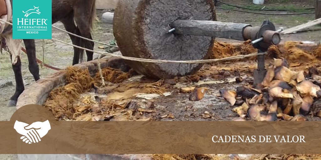 HeiferMexico's tweet photo. Impulsamos una economía más dinámica a través del proyecto #Sirolli. Este apoya con #CadenasDeValor a pequeños y grandes empresarios de Puerto Escondido y San Pablo Guilá, Oaxaca. #GestiónComunitaria #Maguey #Mezcal #FelizDomingo https://t.co/wBBfByxpq0