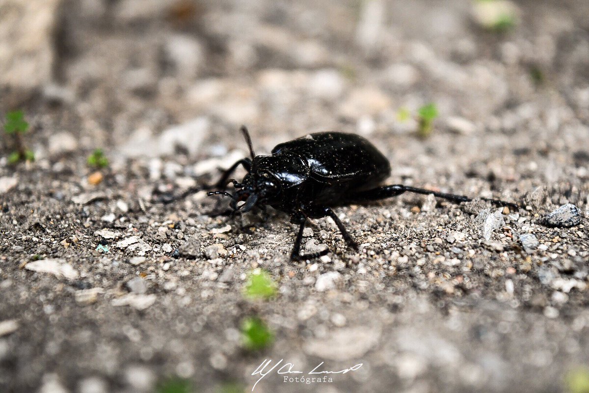 MCLara1970's tweet photo. #pinacate #Eleodes #insecto #fauna #regioncarbonífera #coahuila #coahuilamágico #coahuilaenfotos #sanjuandesabinas #nuevarosita #naturaleza #naturalista #nature #naturelovers #naturephotography #naturepic #naturewalk #natgeo #travel #méxico #visitacoahuila #nolopises https://t.co/LvFI78yr25