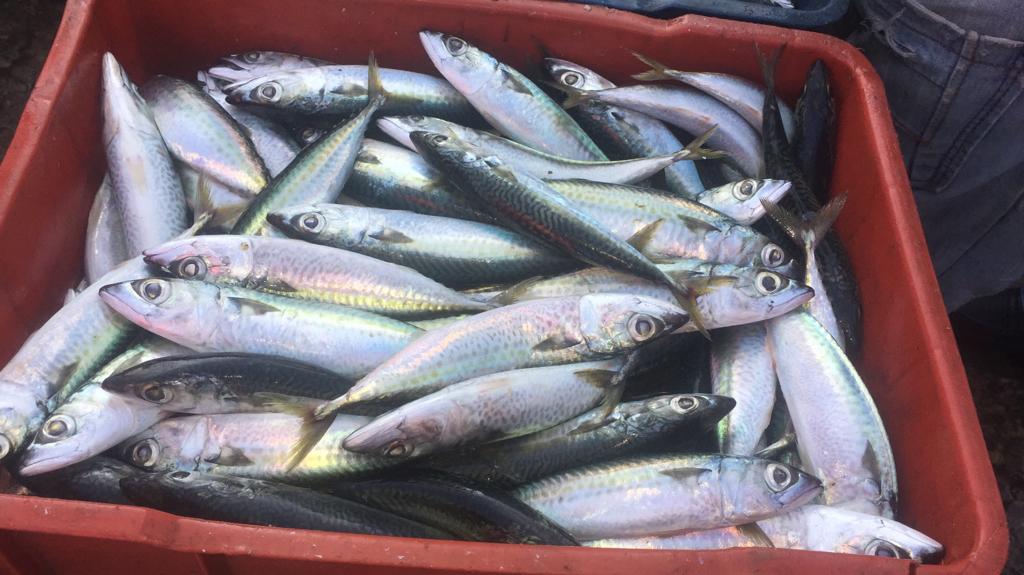 DanteRivasQ's tweet photo. Ayer logramos distribuir 87.986 kilogramos de pescado en 16 estados del país. Estuvimos activos con la #CaravanaDeLaSardina y la #FeriaSocialistaDelPescado en 45 jornadas que atendieron a 29.106 familias. Este domingo #14Oct seguimos atendiendo a nuestro pueblo! https://t.co/3IqMT8hbmQ