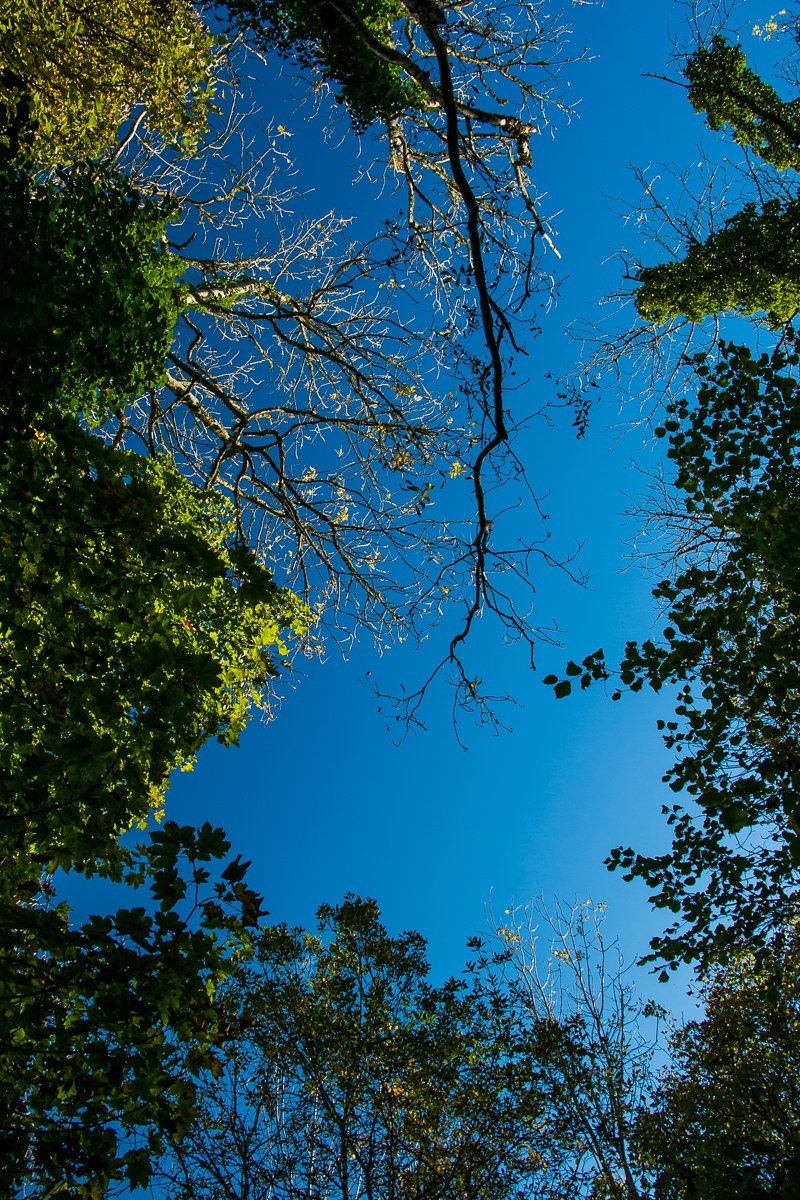 Mark Kelly tweet media