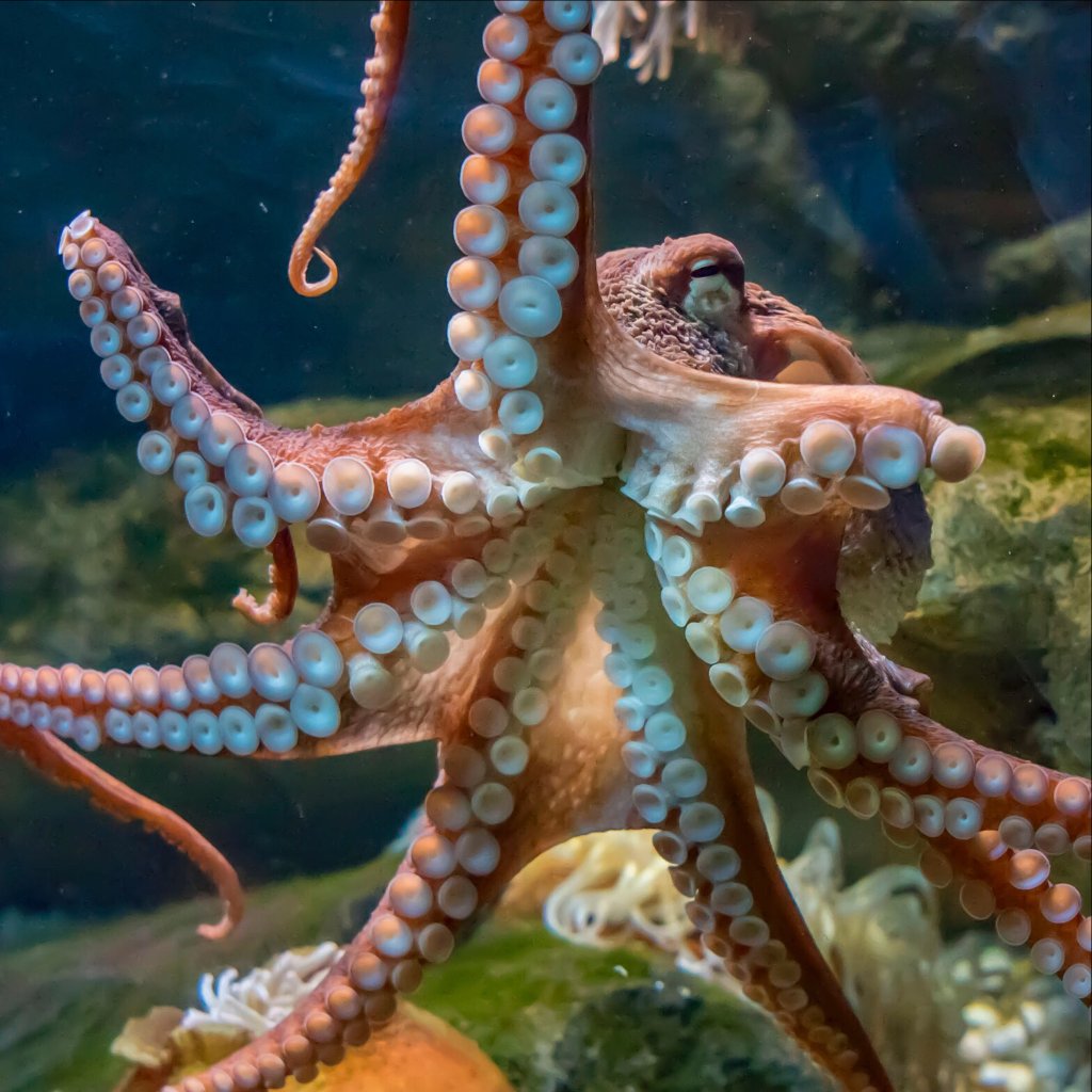 Squid Suction Cups