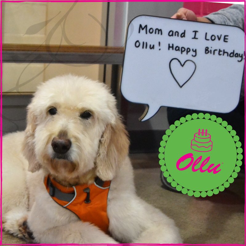 Ollu's 9th Birthday is only a week away! Some of our furry fans have joined the celebration and will be sharing their love for Ollu all week long. #happybirthdayollu #olludeals