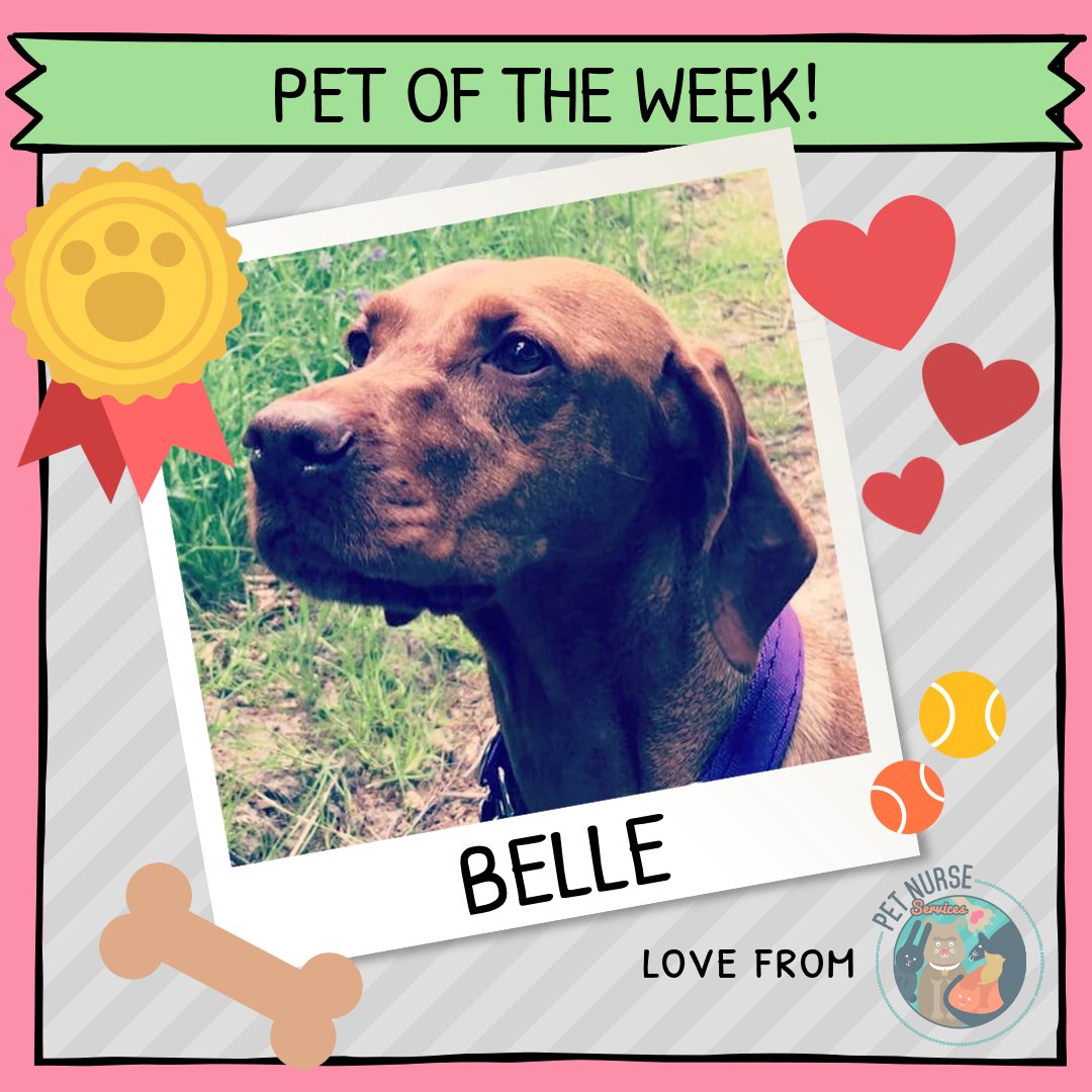 petnurseservice's tweet photo. Belle was super brave this week after she snapped off her jew claw - ouch!🤕 After a quick removal and bandage up she was soon back to her usual self! 🐕 She truly earned her title of #PetOfTheWeek! 💖
#petoftheweek #dog #dods #doglovers #pet #pets #cute #sunday #petwalk #woof https://t.co/nH9MiYoYiO