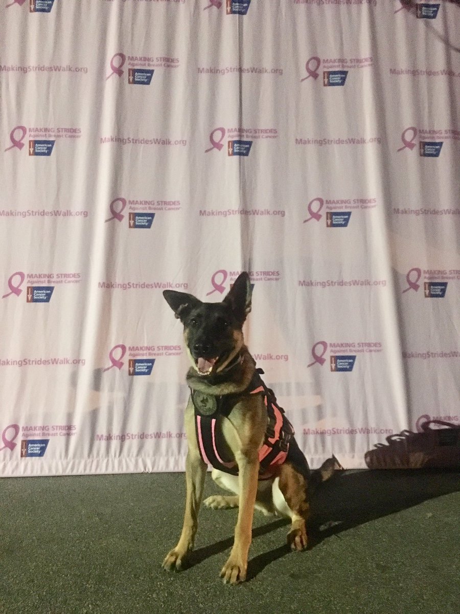 LoveK9Louie's tweet photo. Today, in Central Park, people are Making Strides Against Breast Cancer. Let's beat cancer!
.
#cancersucks #makingstrides #makingstridescp #makingstrideswalk #makingstridesagainstbreastcancer #americancancersociety #LoveK9Louie https://t.co/WsHo9aMhll