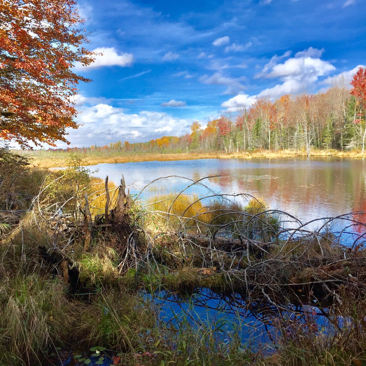 Exploring the trails at Snowdon Park Wetland and Forest Preserve in #myhaliburtonhighlands #hikehaliburton #comewander #haliburtonlife #DiscoverON <a href="/twpmindenhills/">Minden Hills</a>