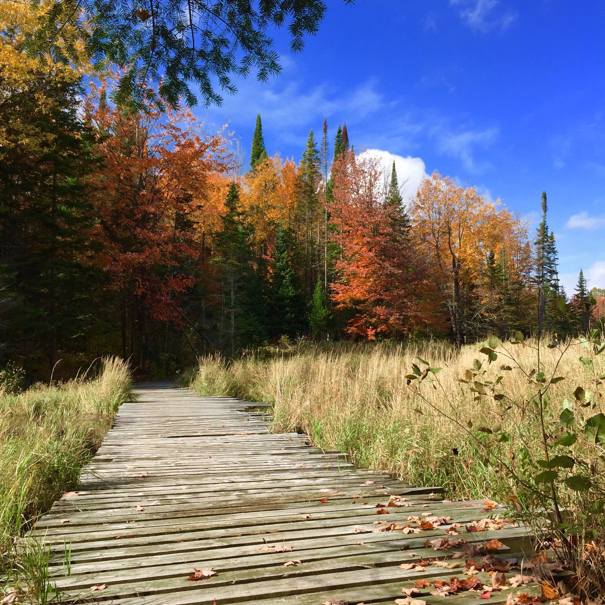 Lorry_Brandon's tweet photo. Exploring the trails at Snowdon Park Wetland and Forest Preserve in #myhaliburtonhighlands #hikehaliburton #comewander #haliburtonlife #DiscoverON @twpmindenhills https://t.co/h1eAkyCEJE