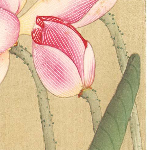 小原古邨（おはら・こそん）の「蓮に雀」（画像は個人蔵）。蓮の花脈の