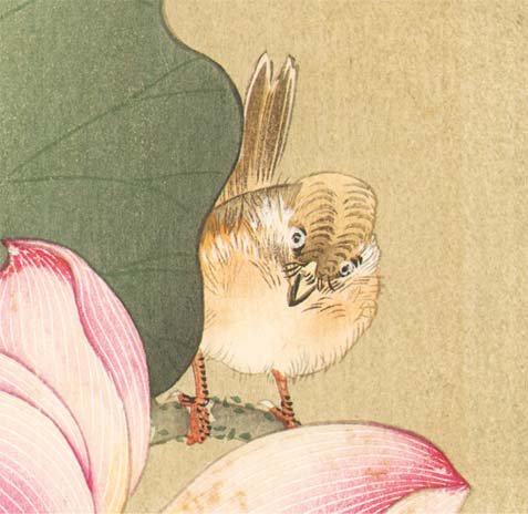 小原古邨（おはら・こそん）の「蓮に雀」（画像は個人蔵）。蓮の花脈の