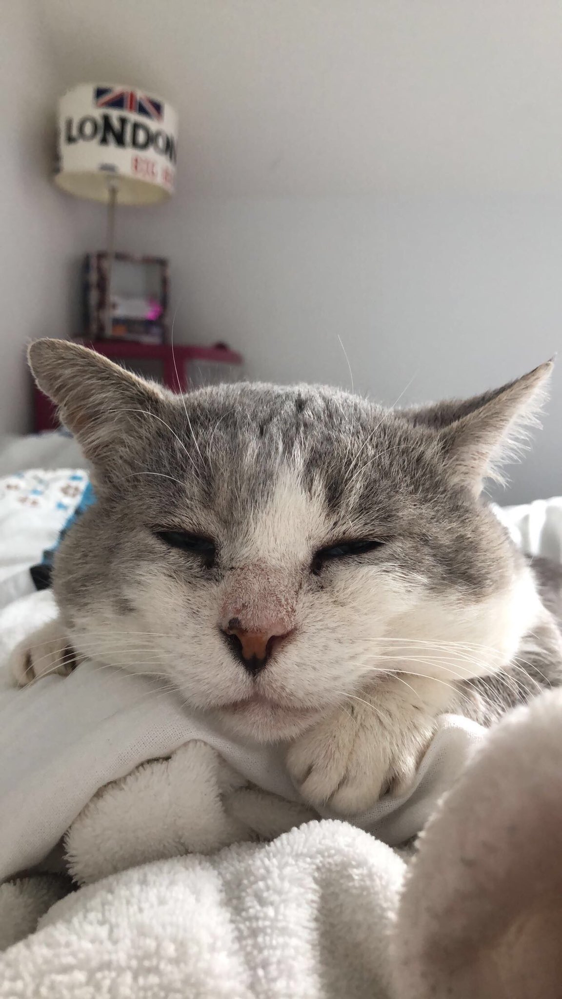 Mistigris Le Chat Gris Mistigrislechat Twitter