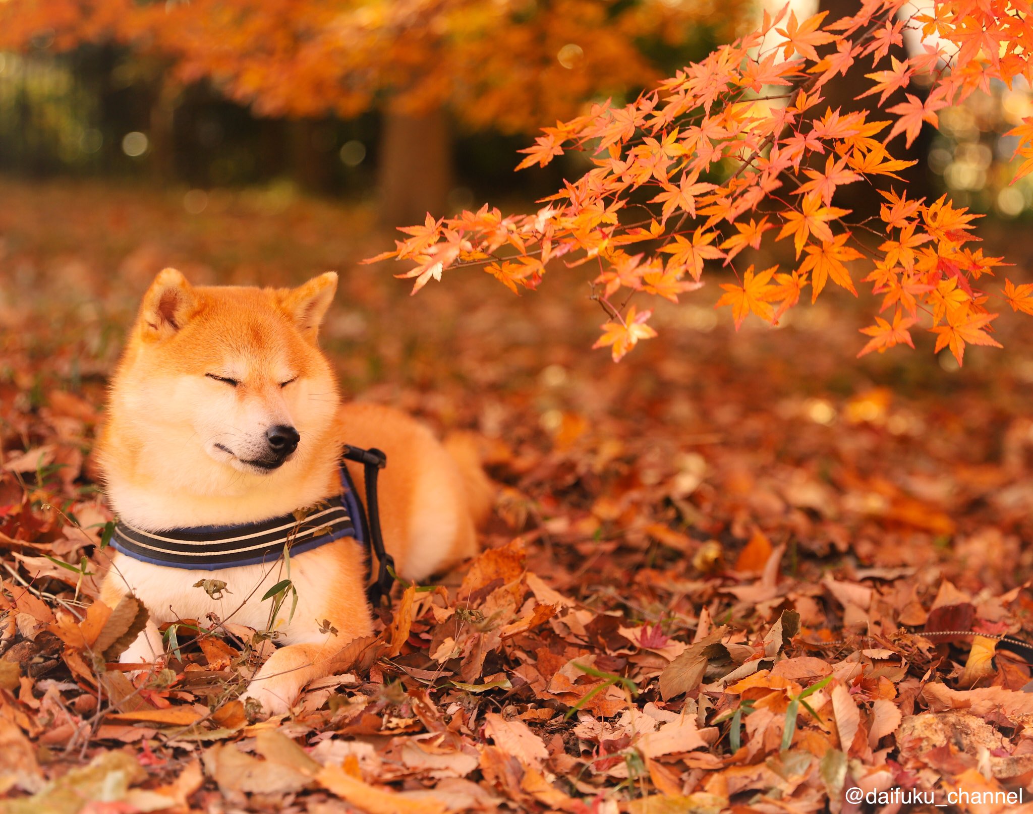 柴犬だいふく on X: 