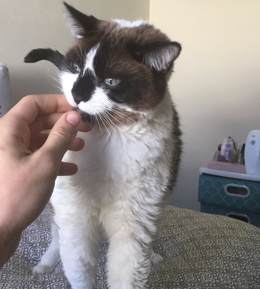 Austin12698's tweet photo. #Minecraftcatcontest I need everyone’s help to get my blind cat Smokey into the game. She is about to be 16 years old and has been blind since birth. We’ve had her since a kitten. She obviously won’t be around forever so I would love for her to be in Minecraft forever. https://t.co/UG3y4tQyjB
